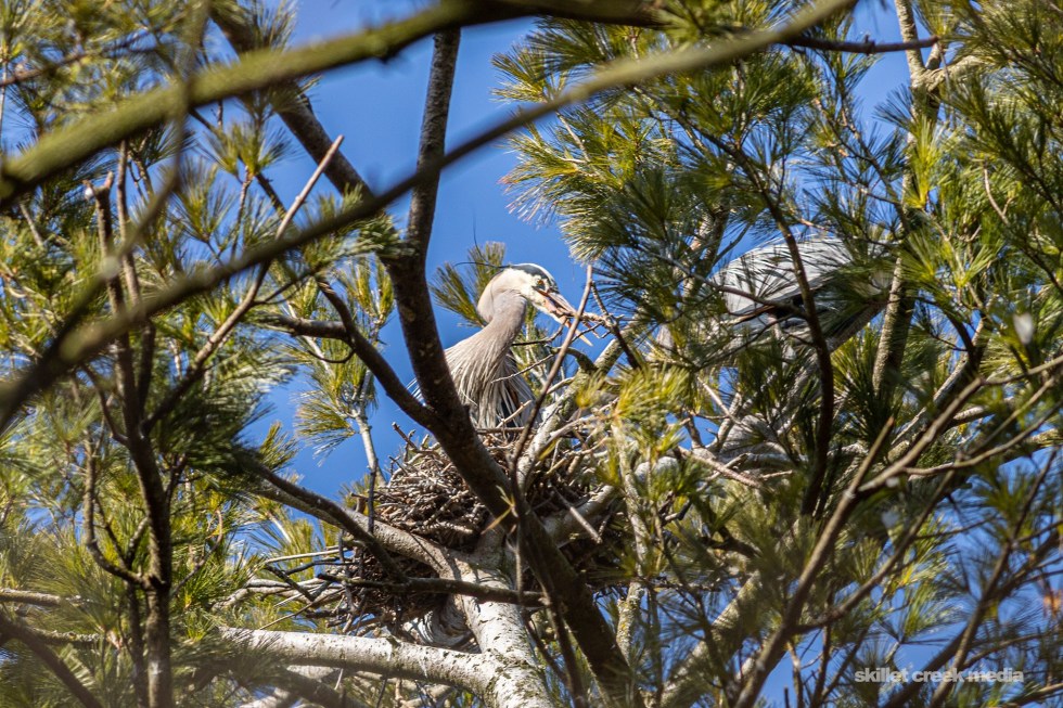 Visit the Heron Rookery