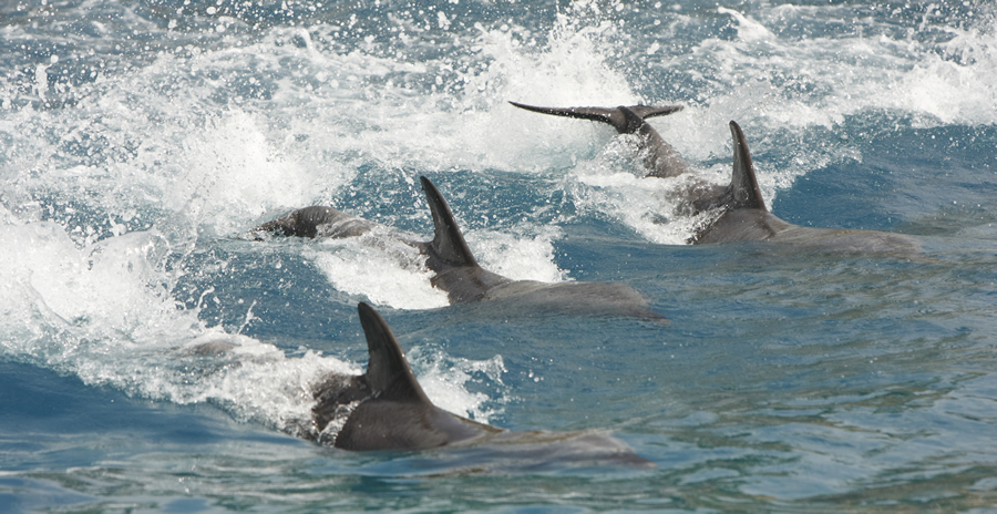 Go cruising for dolphins 