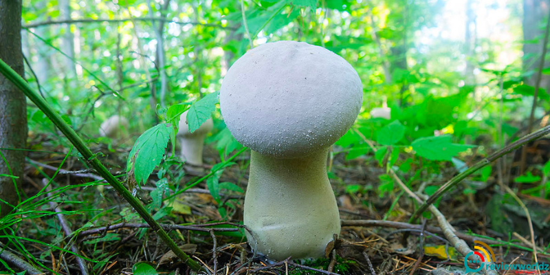 Puffball Mushrooms Health Benefits