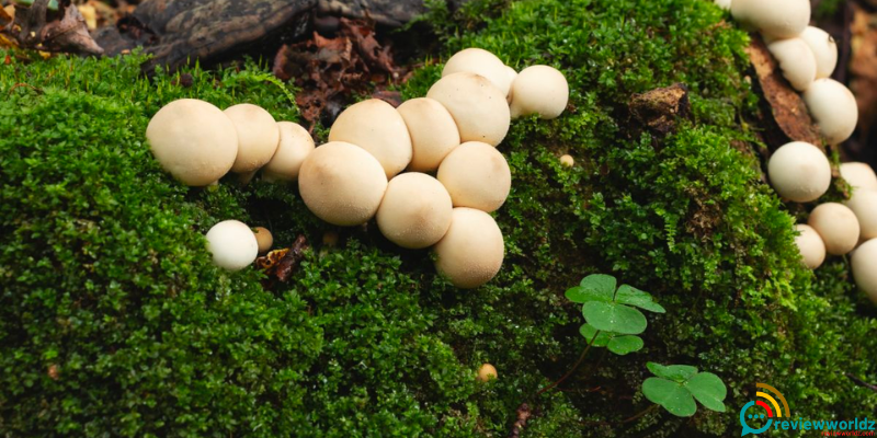 Puffball Mushrooms Health Benefits