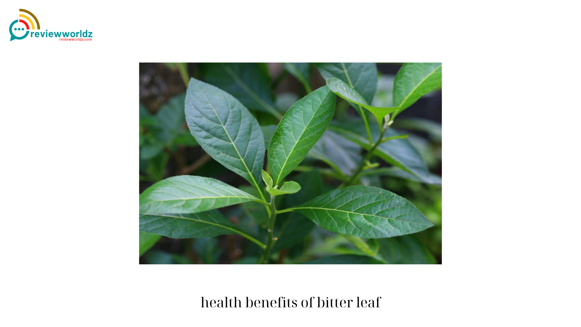 health benefits of bitter leaf