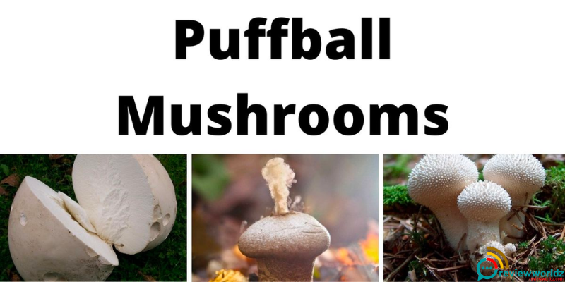 Exploring Puffball Mushrooms Health Benefits: Nature's Nutritional Treasure