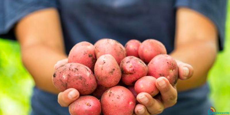 Nutritional Powerhouse: Exploring the Health Benefits Red Potatoes