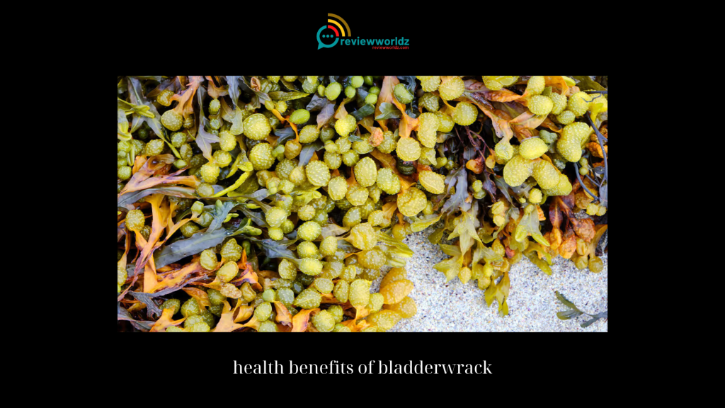 health benefits of bladderwrack
